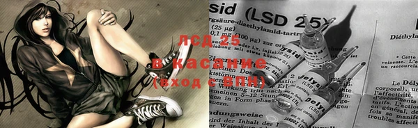 ПСИЛОЦИБИНОВЫЕ ГРИБЫ Строитель